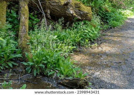 A bed of flowering Brook Lettuce, Micranthes micranthidifolia, growing along the little river trail in Great Smoky Mountains National Park. Brook lettuce is an edible plant in the Saxifrage family. Royalty-Free Stock Photo #2398943431