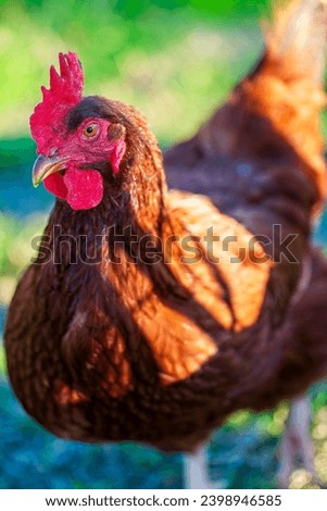 Rhode Island red hen in a green field.  Royalty-Free Stock Photo #2398946585