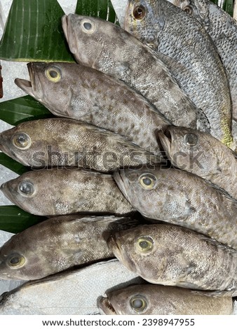 Small black grouper fish on ice show counter in supermarket, Fresh fish.