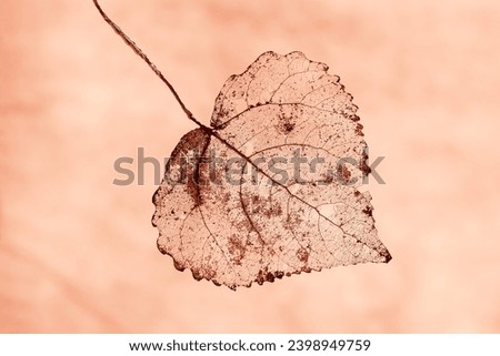 One dried leaf close-up, monochrome coral peach fuzz background