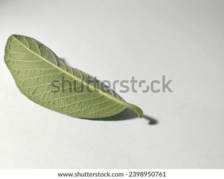 Close-up of Green Leaf on White Background