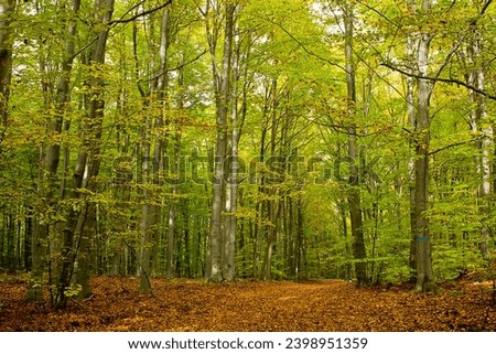 an autumn forest landscape. Autumn deciduous forest Royalty-Free Stock Photo #2398951359