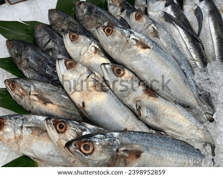 Raw mackerel fish with ingredients for cooking. Selective focus. Top view.