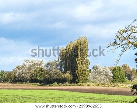 Copse of trees with poplars and white poplars Royalty-Free Stock Photo #2398962655