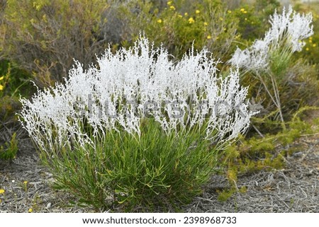 Conospermum stoechadis, commonly known as common smokebush, is a shrub endemic to Western Australia Royalty-Free Stock Photo #2398968733