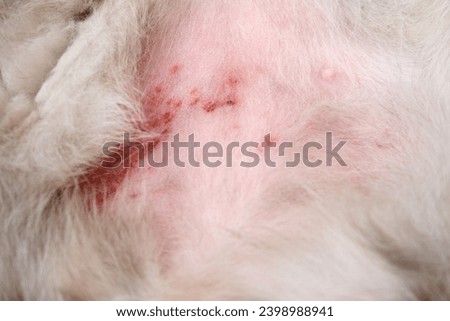 The cat scratched his stomach from itchy skin to scratches and wounds. The belly of a cat with wounds and skin problems from stress or allergies Royalty-Free Stock Photo #2398988941