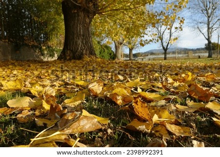 The beauty of nature colored by fallen leaves                               Royalty-Free Stock Photo #2398992391
