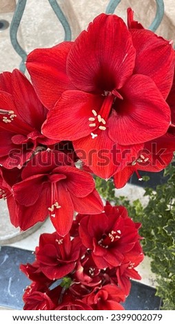Red hippeastrum flower for interior decoration.