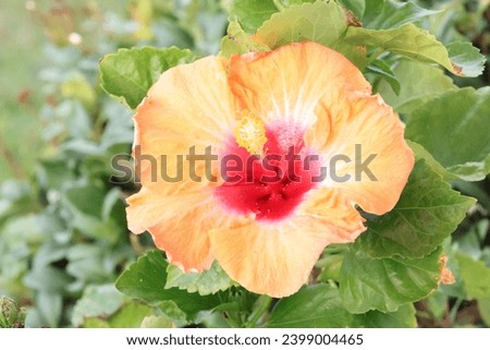 A beautiful red and yellow blooming hibiscus flower.
