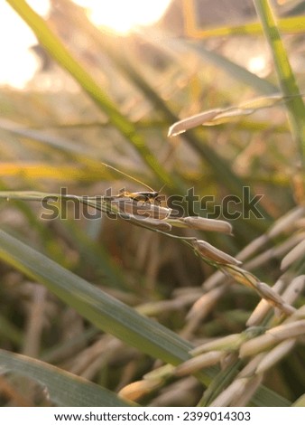 Trees and plants close up shots so in this picture we click rice plants and insects 