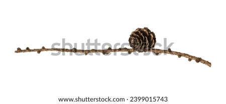 Pine branch with cones on a transparent background. Panoramic view with pine branches