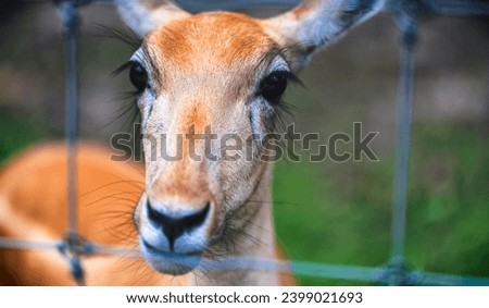 close up of young blackbuck antelope doe Royalty-Free Stock Photo #2399021693