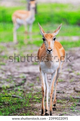 Small blackbuck antelope doe looking at viewer Royalty-Free Stock Photo #2399022095