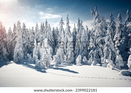 Magical winter landscape of nature with fir trees covered with snow. Location place Carpathian mountains, Ukraine, Europe. Photo wallpapers. Happy New Year concept. Discover the beauty of earth.