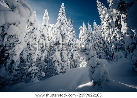 A frosty and sunny day in a snowy forest with frozen fir trees. Location place Carpathian mountains, Ukraine, Europe. Majestic photo wallpapers. Happy New Year concept. Discover the beauty of earth.