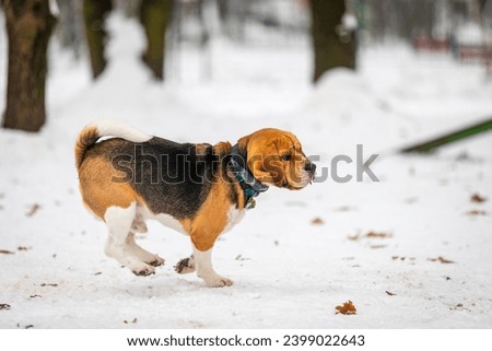 photos from the meeting of beagle dog lovers