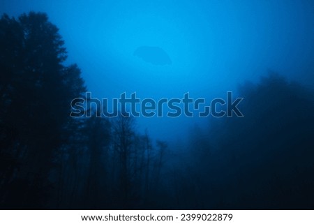 Ominous forest sits in heavy fog as night approaches.