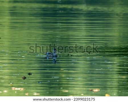 A single duck glides across the glassy surface of a lake, with the green hues of the surrounding forest reflecting in the water, a moment of peace and simplicity.