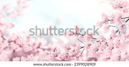 Horizontal banner with sakura flowers of pink color on sunny backdrop. Beautiful nature spring background with a branch of blooming sakura. Sakura blossoming season in Japan Royalty-Free Stock Photo #2399028909
