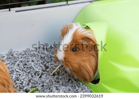 Long-haired guinea pig in a cage with toilet filler and a house
