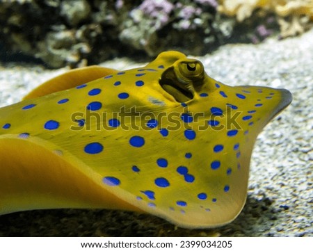 Yellow manta ray with blue spots running along the bottom of an aquarium