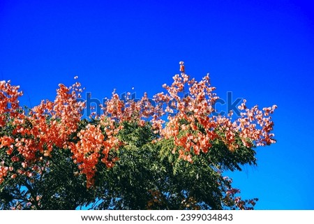 Koelreuteria paniculata tree and flower in Autumn. Common names include goldenrain tree, or varnish tree. The yellow flowers have turned into brownish colored seed pods.	