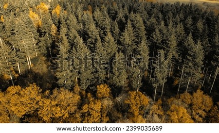 Autumnal Forest in the UK. Orange and green trees