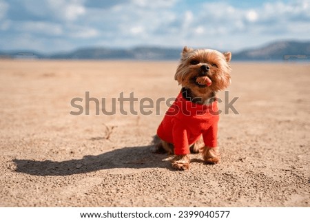 Cute Yorkshire terrier on the beach