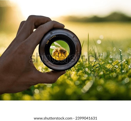 Honey bee view through the Camera lens, photography view camera photographer lens lense through video photo digital glass hand blurred focus people concept - stock image