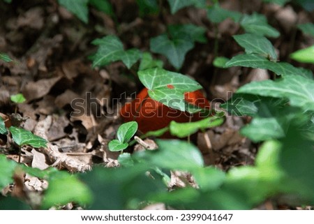 Orange slug crawling on sandy ground and dirt with green plants around it Royalty-Free Stock Photo #2399041647