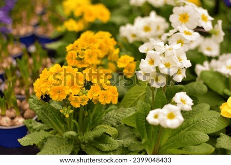 Yellow flowers in a vase on the table