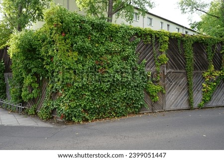 Parthenocissus quinquefolia and Hedera helix climb a wooden fence in September. Berlin, Germany Royalty-Free Stock Photo #2399051447