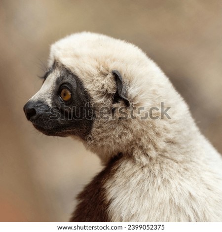 Coquerels sifaka, a diurnal, medium-sized lemur of the sifaka genus Propithecus, native to northwest Madagascar. Royalty-Free Stock Photo #2399052375