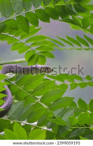a snake on a tree 