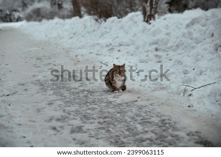 A cat in winter on a snowy path