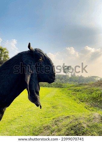 Beetal goat black colour closeup capture 
textured goat picture
