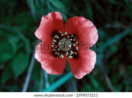 Long-headed poppy (Papaver dubium), top view, close-up of a red flower, steppe of southern Ukraine
