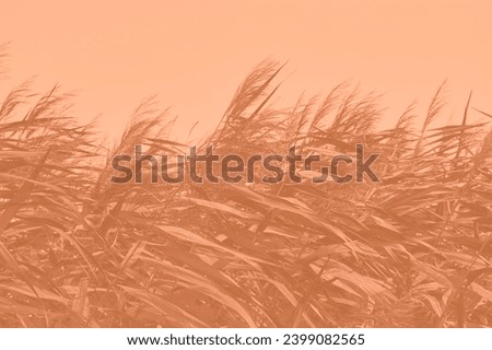 Peach Fuzz grasses with spikelets of beige color close-up. Abstract natural background of soft plants monochrome color 2024.