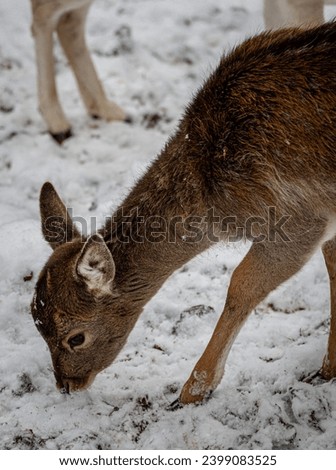 picture of a deer in the snow