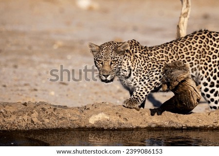 Leopards in African national parks (Botswana, Namibia, South Africa, Zambia, Zimbabwe)