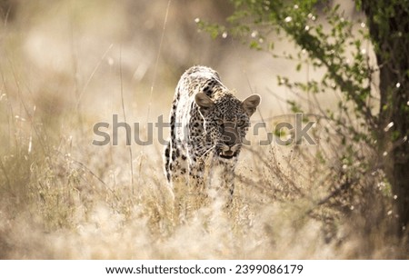 Leopards in African national parks (Botswana, Namibia, South Africa, Zambia, Zimbabwe)