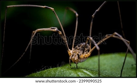 The haymaker beetle (Opiliones) is very similar to a spider Royalty-Free Stock Photo #2399090525