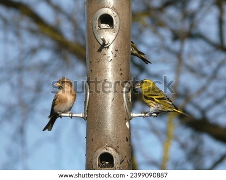 Eurasian Siskin (Spinus spinus) and Lesser Redpoll (Acanthis cabaret) finches on a bird feeder station in the Peak District, UK Royalty-Free Stock Photo #2399090887