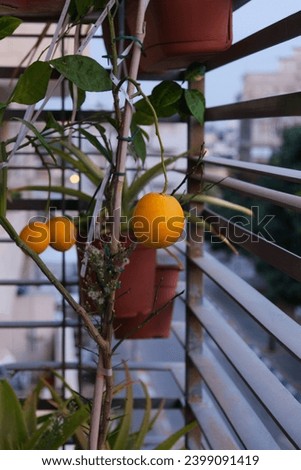 Vibrant orange fruit on an urban balcony garden against a cityscape, symbolizing sustainable living and local produce