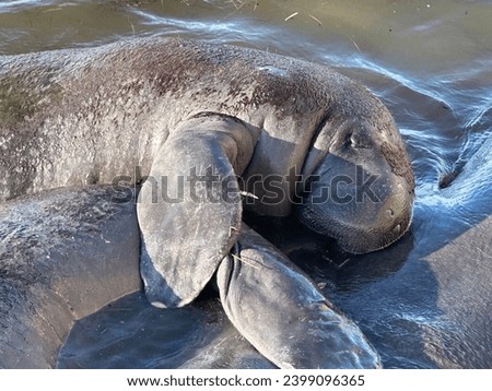 Manatee with its pod off St Pete, Florida