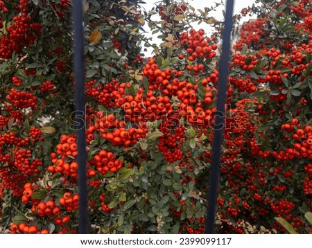 Red firethorn berries on the branch in the autumn season. Royalty-Free Stock Photo #2399099117