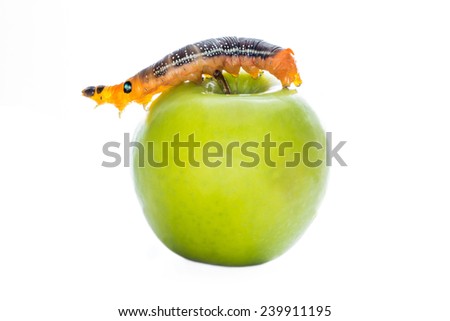 Worm is makiing hole on apple, isolated white background.