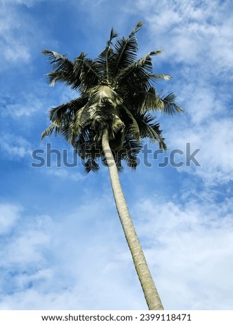 The picture shows a coconut tree taken at noon.