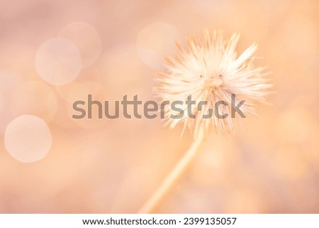 Wildflowers and bokeh in the sunlight. Blurred background color of the year 2024 peach fuzz