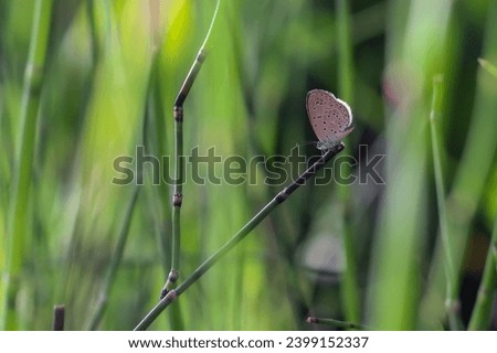 little brown butterfly perched on a branch Picture of the face is clear, the background is blurred.